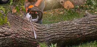 Best Tree Fertilization Services  in USA